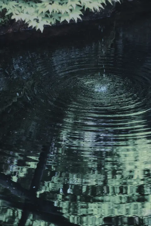 Image: Natural forest scenery