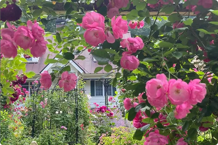 写真： Rose Garden Angela（アンジェラ）